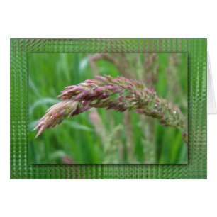 Hoe de gras Kaart groeit