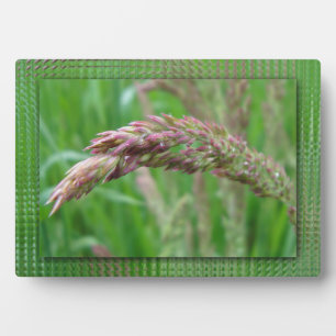 Hoe de gras tot een fotoplaque groeit fotoplaat