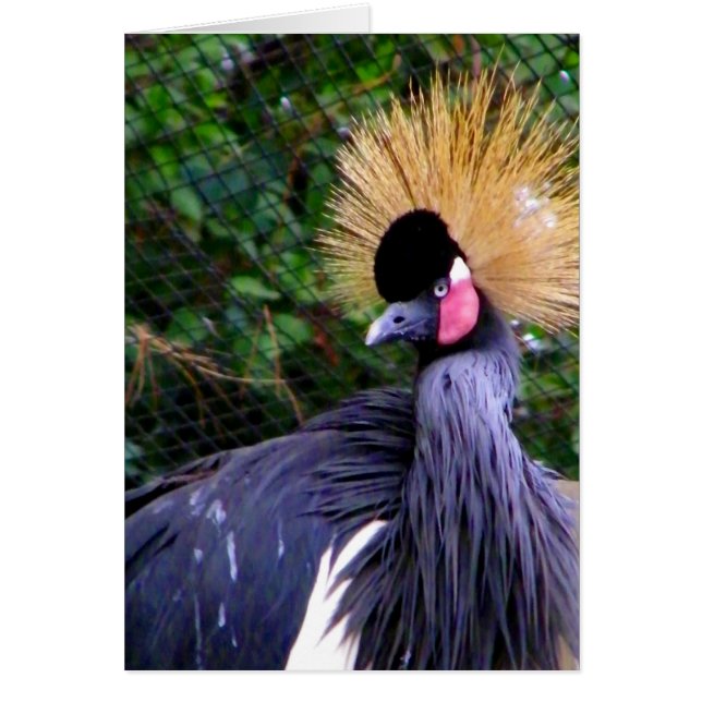 Hoe gaat het, Hi_Kaart (Voorkant)