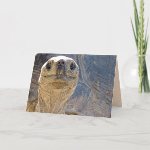 Hoe gaat het met Ya? Wenskaart van Tortoise Kaart