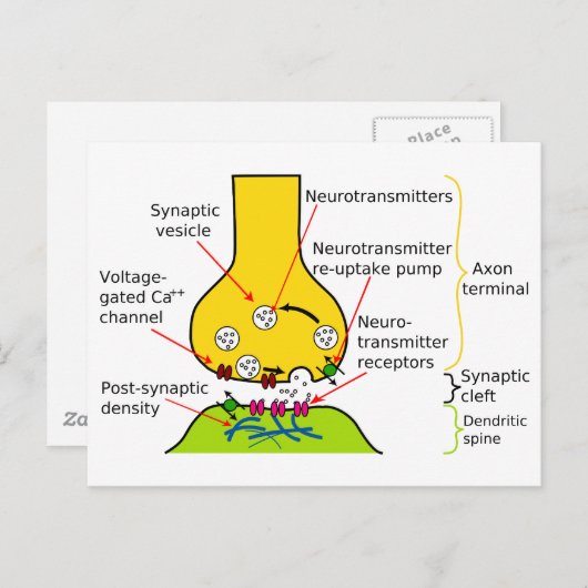 Hoe Nerve Signals met synapesdiagram worden verzon Briefkaart (Voorkant / Achterkant)