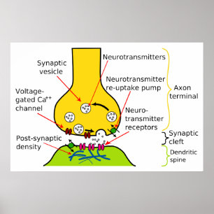 Hoe Nerve Signals met synapesdiagram worden verzon Poster