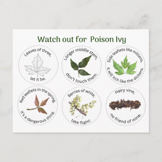 Hoe te om gifsumak te identificeren briefkaart (Voorkant)