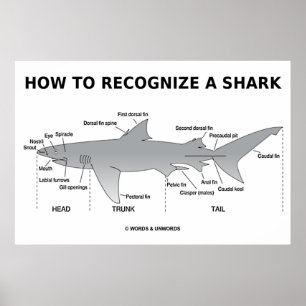 Hoe wordt een haai herkend (biologie-Humor) Poster