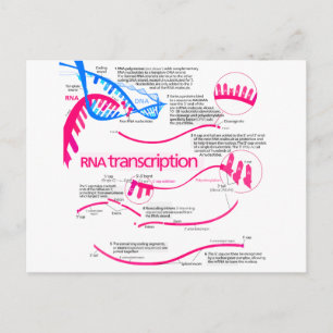 Hoe wordt mRNA Creëer in een nucleus diagram Briefkaart