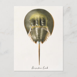 Hoefijzer Crab, Arthropod, James Ellsworth de Kay, Briefkaart