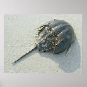 Hoefijzer Crab Poster