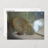 Hoefijzer krab, #1 briefkaart (Voorkant / Achterkant)