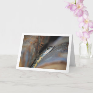 Hoefijzer zweepslang kaart