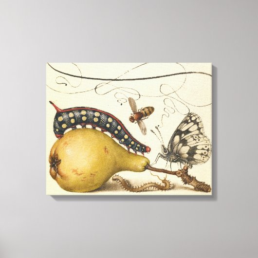 Hoefnagel Vintage Peer & Insecten 1500s Renaissanc Canvas Afdruk (Voorkant)