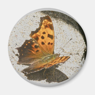 Hoek Wing Comma Butterfly Magnet Magneet