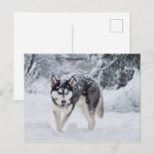 Hoesje in de sneeuw briefkaart (Voorkant / Achterkant)