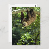 Hoffmann twee-toed luiaard briefkaart (Voorkant / Achterkant)