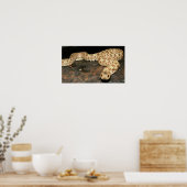 Hog Nose Snake Poster (Keuken)