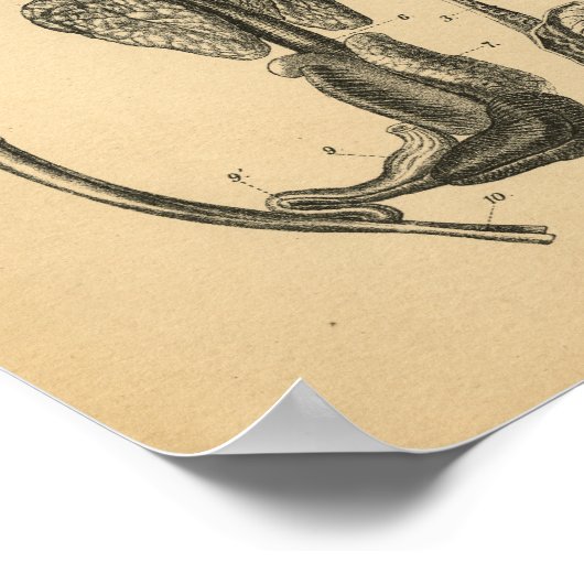 Hog Pig Interne Anatomy 1908 Print (Hoek)