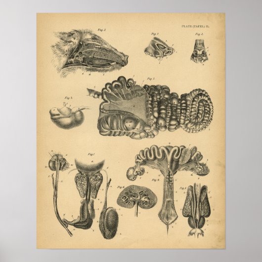 Hog Pig Interne Anatomy 1908  Print (Voorkant)