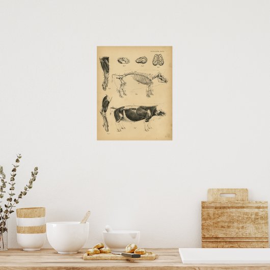 Hog varkensskeleton Anatomy 1908  Print (Keuken)