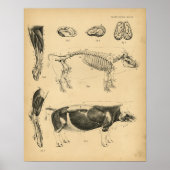 Hog varkensskeleton Anatomy 1908  Print (Voorkant)
