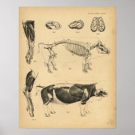 Hog varkensskeleton Anatomy 1908  Print (Voorkant)