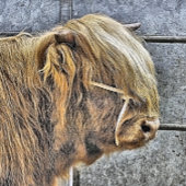 HOGE KOE BUTTON FLESOPENER