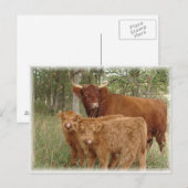 Hogekalveren Briefkaart (Voorkant / Achterkant)