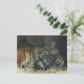 Hoger slapen? briefkaart (Staand voorkant)