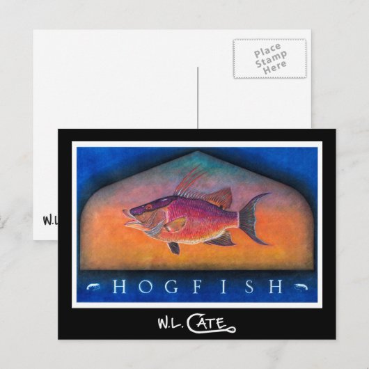 Hogfish Briefkaarten (Voorkant / Achterkant)