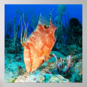 Hogfish Poster (Voorkant)