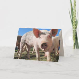 HOGS ET KISSES PIG LOVE Carte de voeux