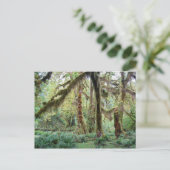 Hoh Rain Forest Briefkaart (Staand voorkant)