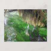 Hoh Rain Forest Briefkaart (Voorkant)