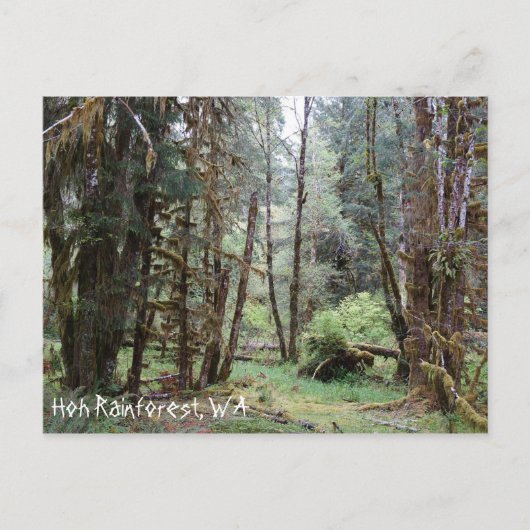Hoh Rainforest, staat Washington, Briefkaart (Voorkant)