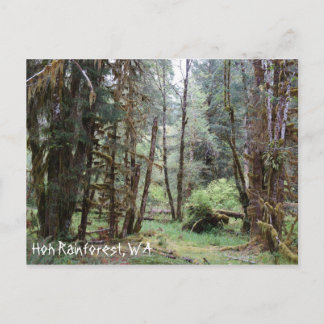 Hoh-regenwoud, Washington State, ansichtkaart Briefkaart