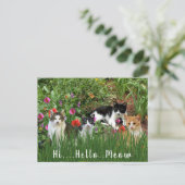 Hoi Hallo Meow / Katten in het Tuindier Briefkaart (Staand voorkant)
