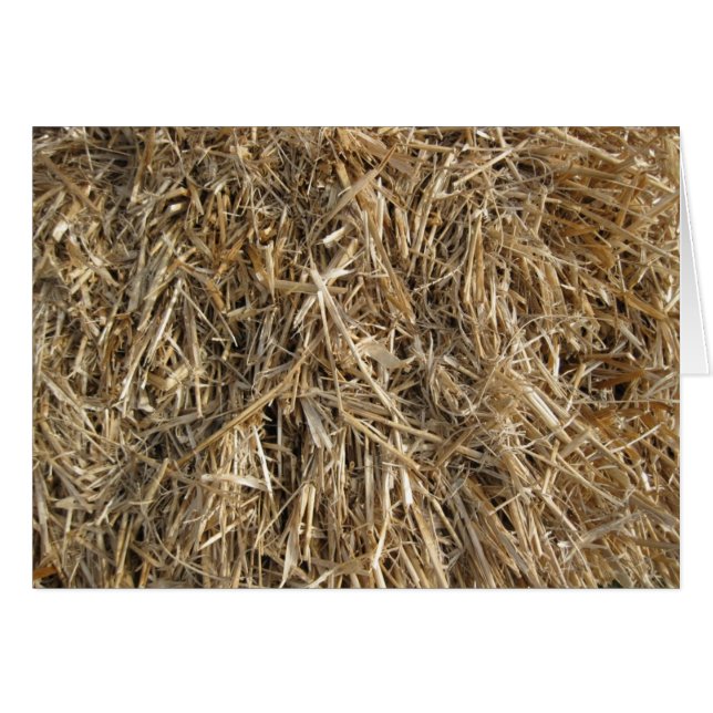 Hoi! Hoi! 2 (Voorkant Horizontaal)