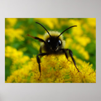 Hoi voor het publiek poster