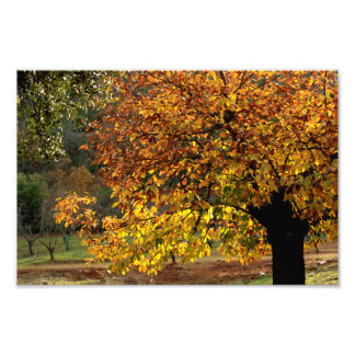 Hojas doradas del castaño en otoño en la sierra foto afdruk