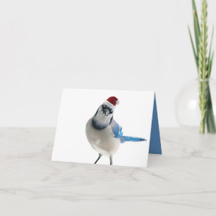 Holiday Blue Jay Feestdagen Kaart