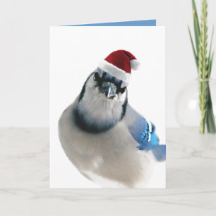 Holiday Blue Jay Feestdagen Kaart