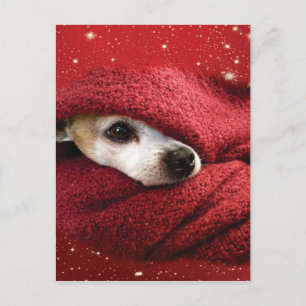 Holiday Chihuahua Feestdagenkaart