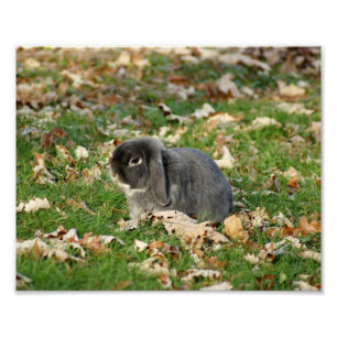 Holland Lop Bunny 10 x 8 Fotografische Afdruk