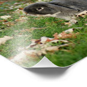 Holland Lop Bunny 10 x 8 Photographie Impression (Coin)