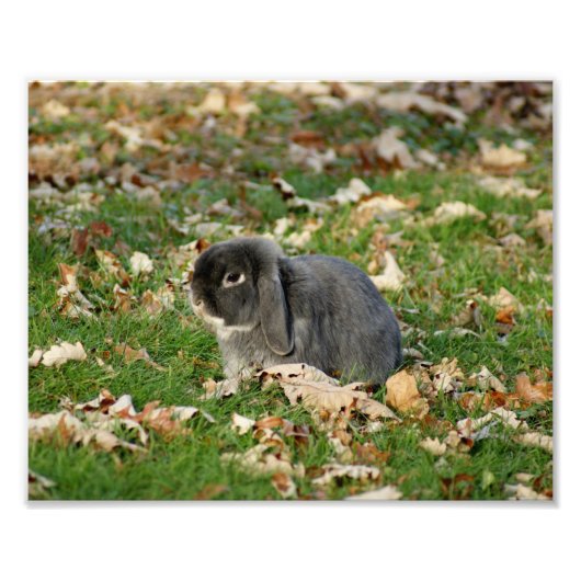 Holland Lop Bunny 10 x 8 Photographie Impression (Devant)