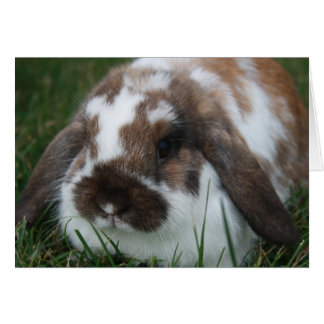 Holland Lop Bunny door T Schwandt Foto