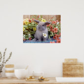Holland Lop bunny op een Poster (Keuken)