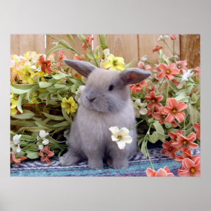 Holland Lop bunny op een Poster
