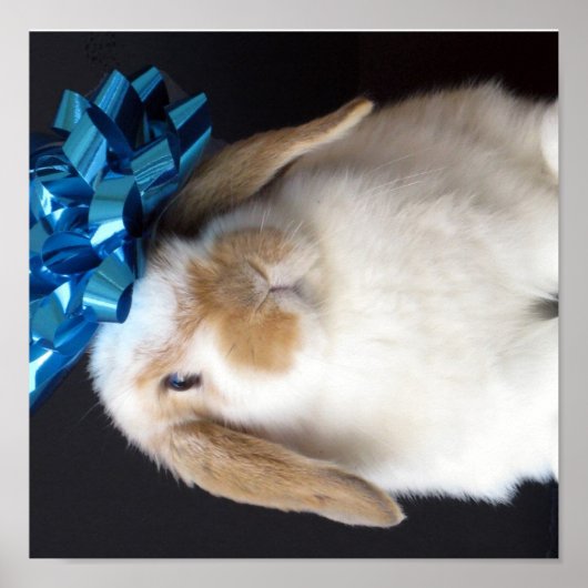 Holland Lop Cadeau Bunny Poster (Voorkant)