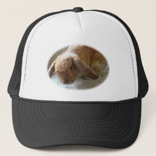 Holland Lop Eared Rabbit Pet