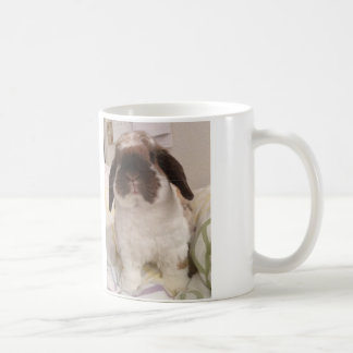 Holland Lop Mok