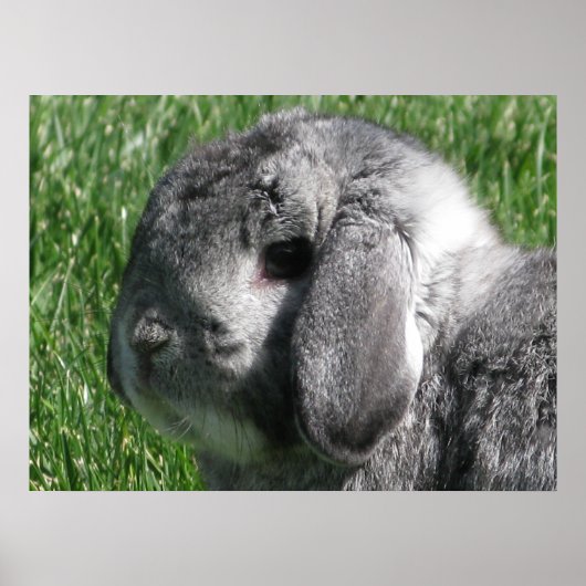 Holland Lop Poster (Voorkant)